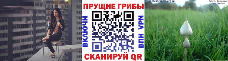 блэк спрут онион  Ермолино  Псилоцибиновые грибы мухоморы 